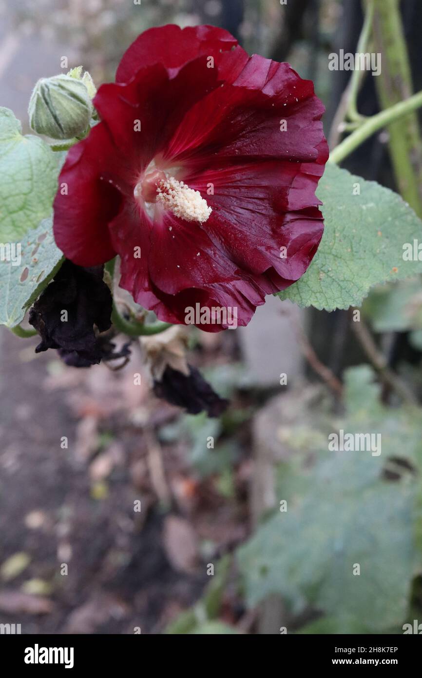 Alcea rosea subsp ficifolia ‘Creme de Cassis’ hollyhock Crème de Cassis – single deep red funnel-shaped flowers with maroon centre and lobed leaves Stock Photo