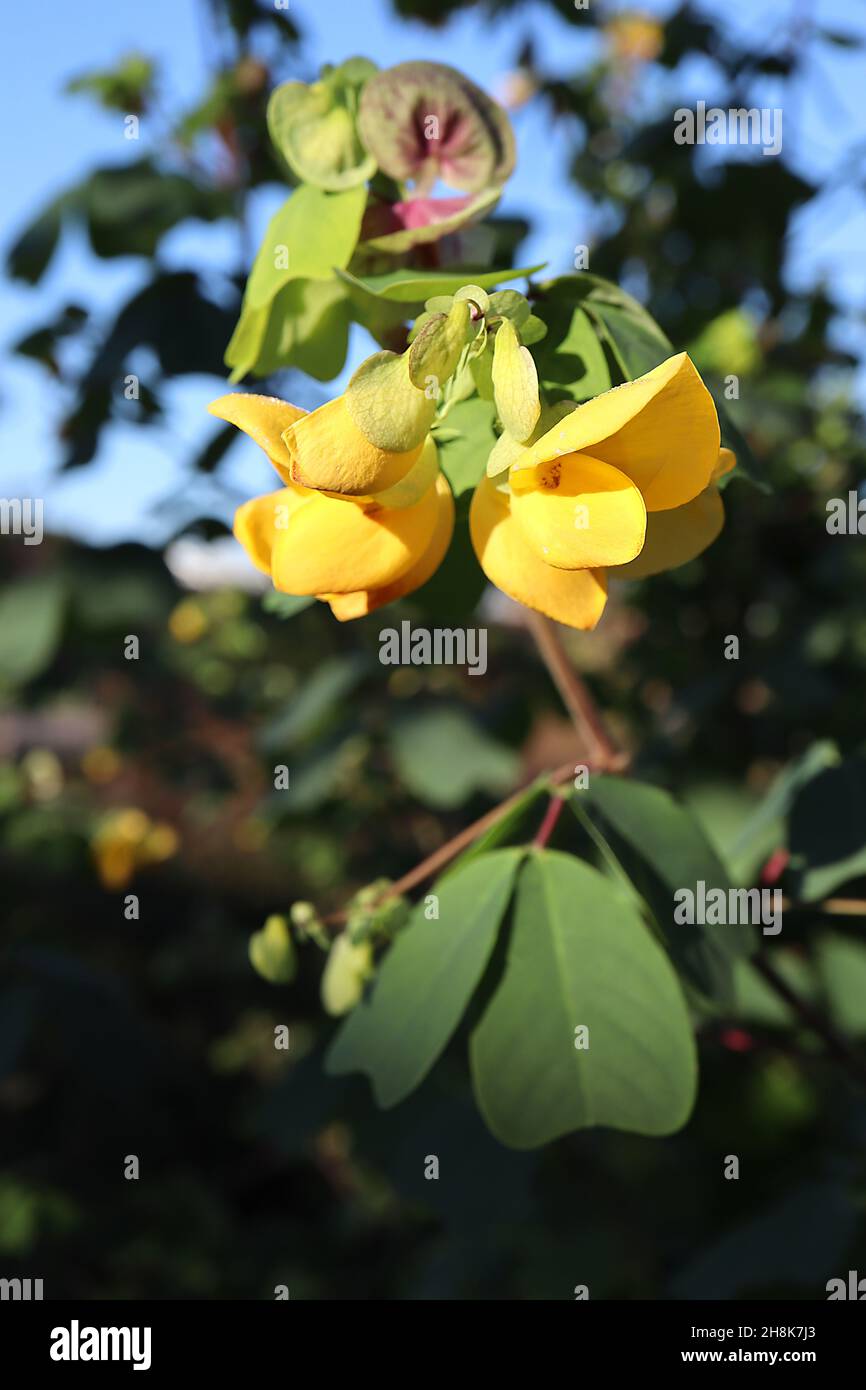 Amicia zygomeris yokeleaved amicia pealike yellow flowers with