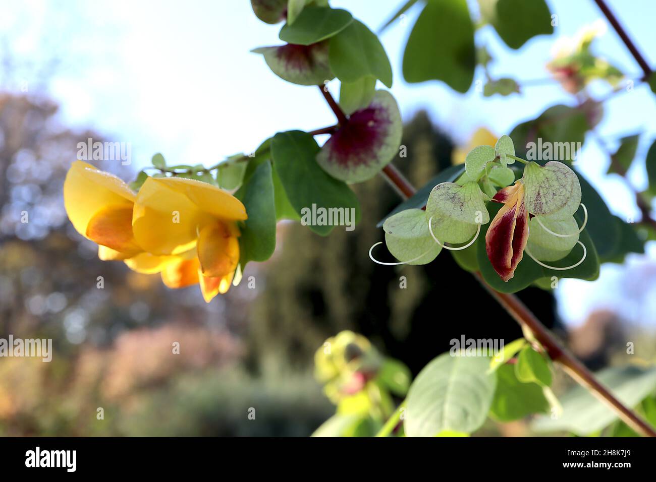 Amicia zygomeris yokeleaved amicia pealike yellow flowers with