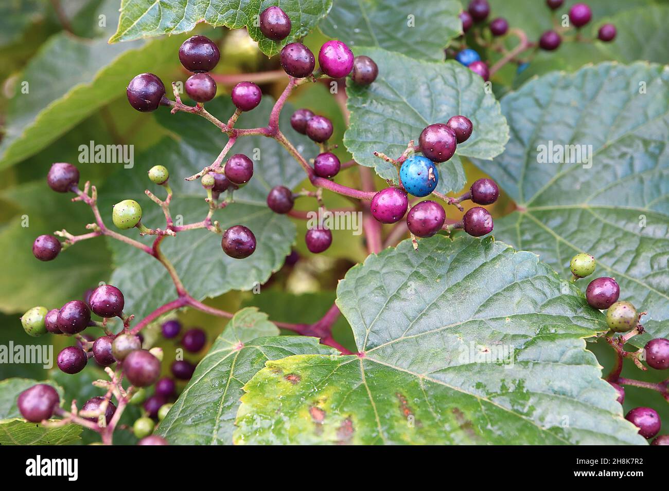 Ampelopsis glandulosa var heterophylla porcelain berry – corymbs of purple, blue and pink glossy berries, heart-shaped leaves,  November, England, UK Stock Photo