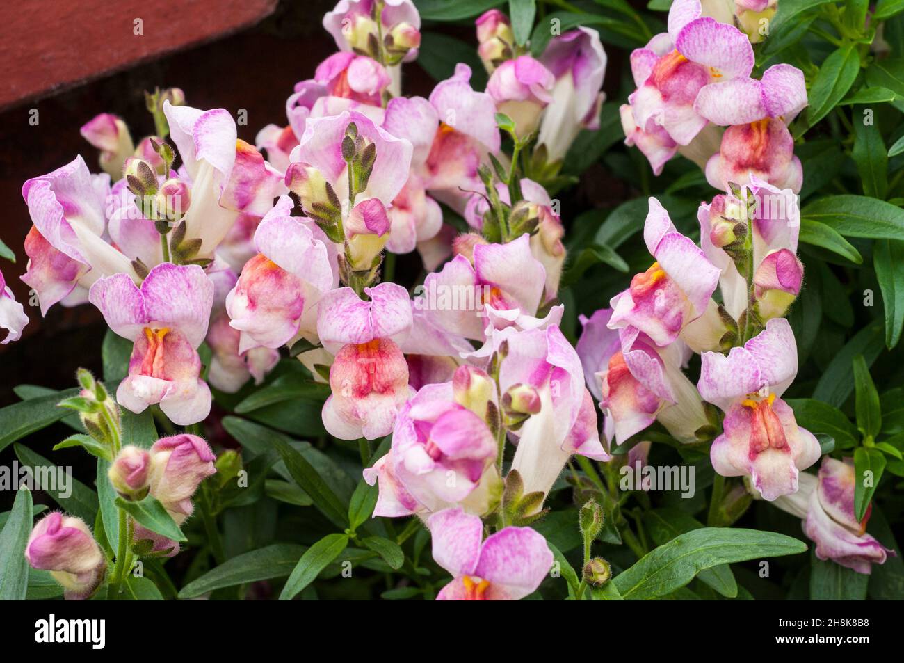 Close up of multi coloured Antirrhinum Circus Clowns with pink and white red and pink  yellow and white flowers.. A summer to autumn flowering annual Stock Photo