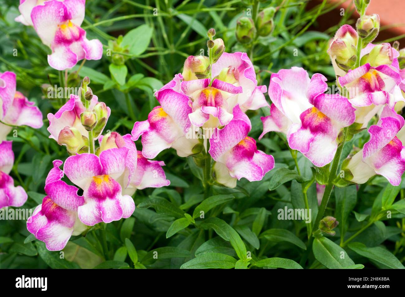 Close up of multi coloured Antirrhinum Circus Clowns with pink and white red and pink  yellow and white flowers.. A summer to autumn flowering annual Stock Photo