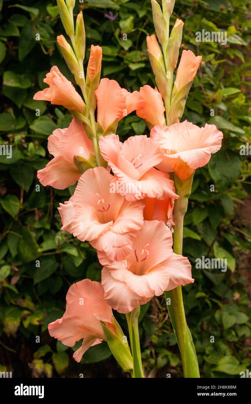 Close up of large salmon pink flowers of Gladiolus Cimarosa against a background of leaves a summer flowering cormous perennial that is half hardy Stock Photo