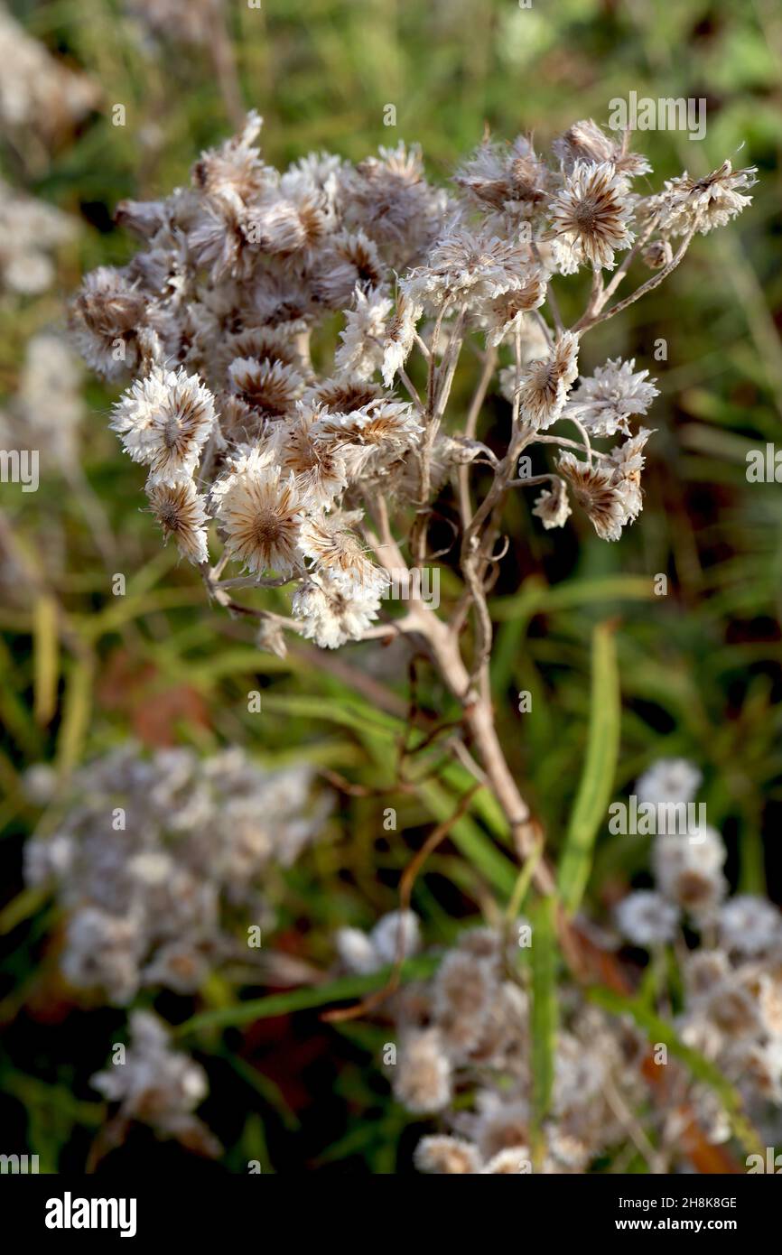 Anaphalis triplinervis everlasting – open white daisy-like umbels of dried seed heads with buff centre, mid green narrow leaves,  November, England,UK Stock Photo