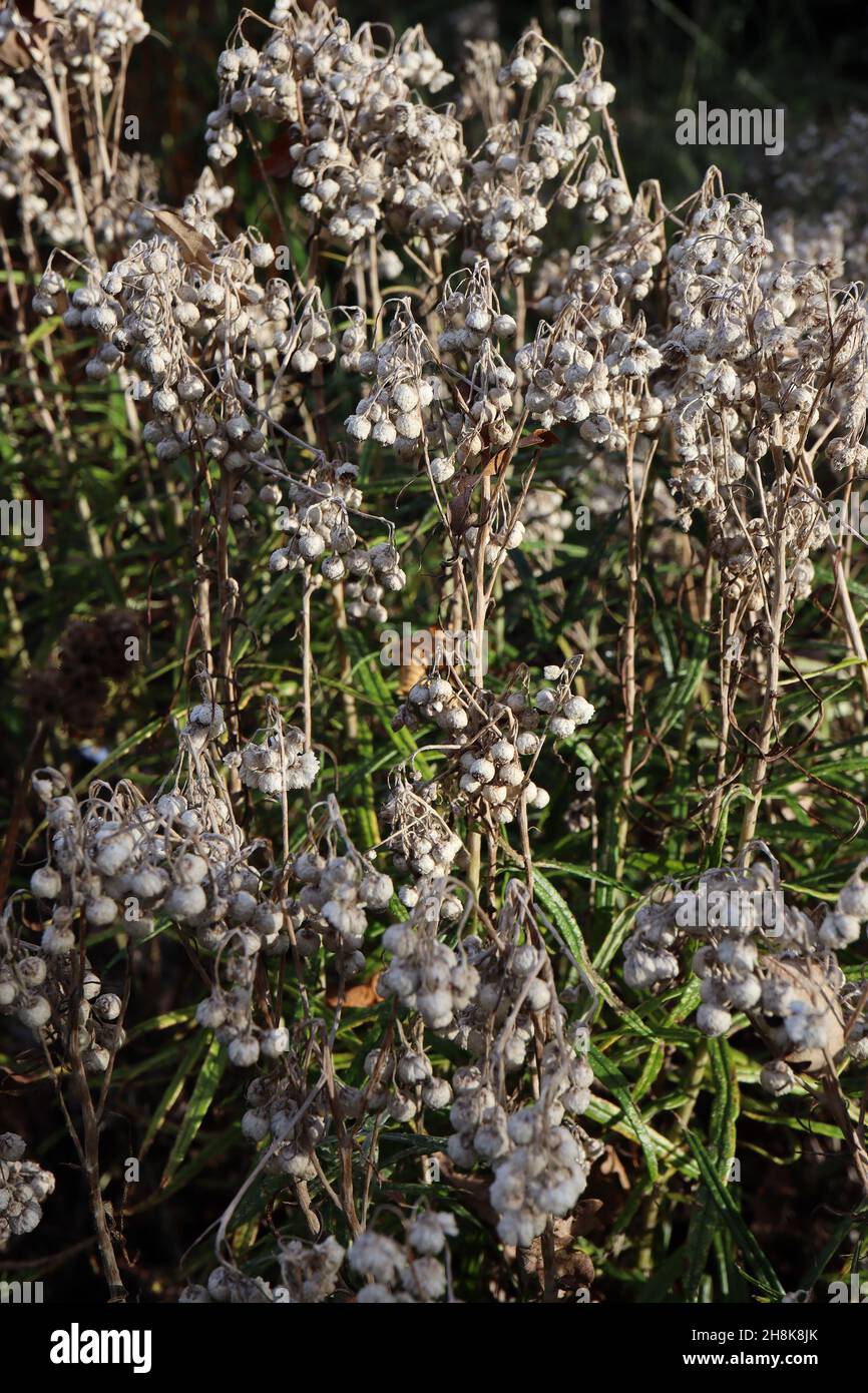 Anaphalis triplinervis everlasting – closed white daisy-like umbels of dried seed heads, mid green narrow leaves,  November, England, UK Stock Photo