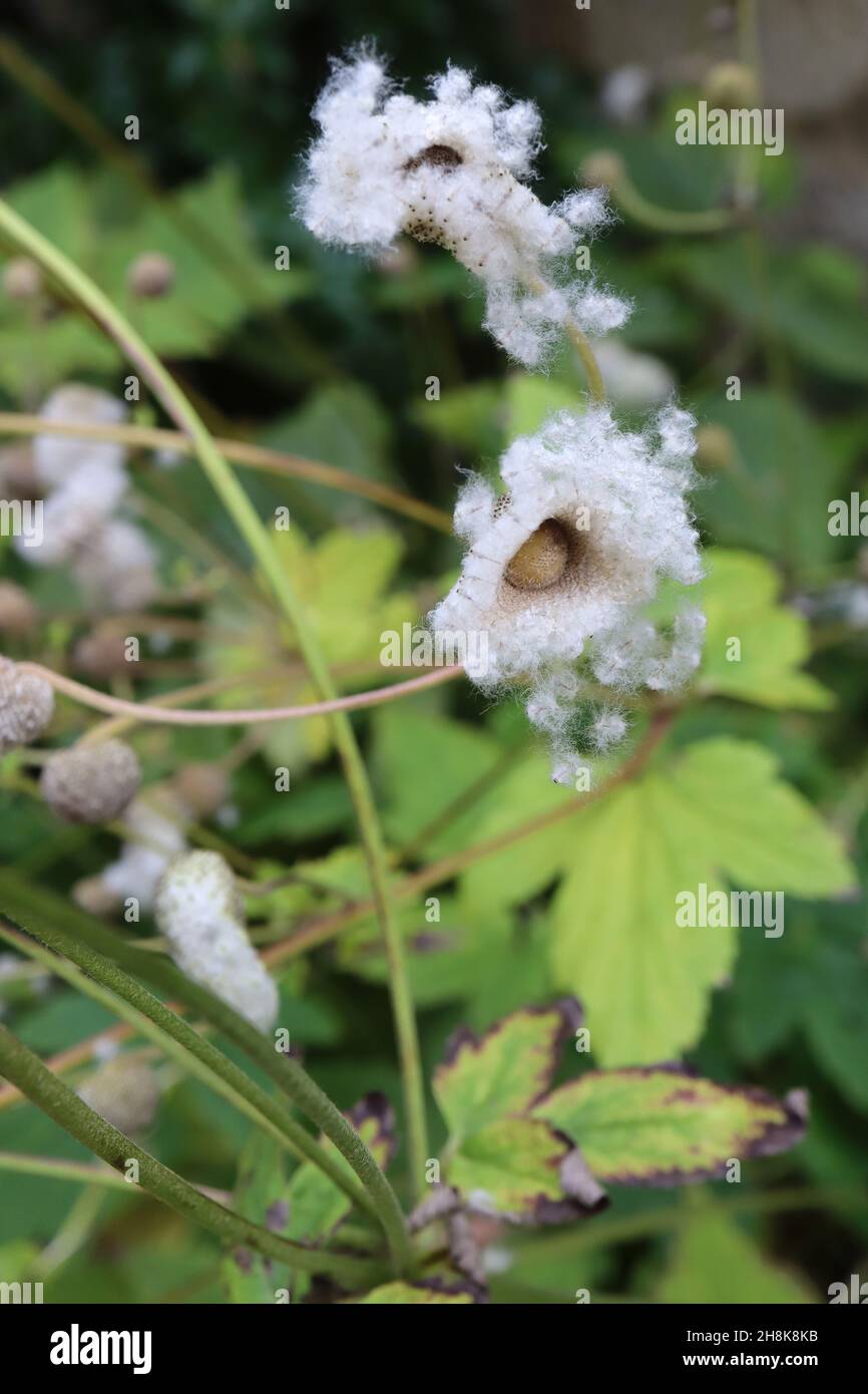 Anemone x hybrida Japanese anemone – white fluffy seed heads and lobed mid green leaves,  November, England, UK Stock Photo