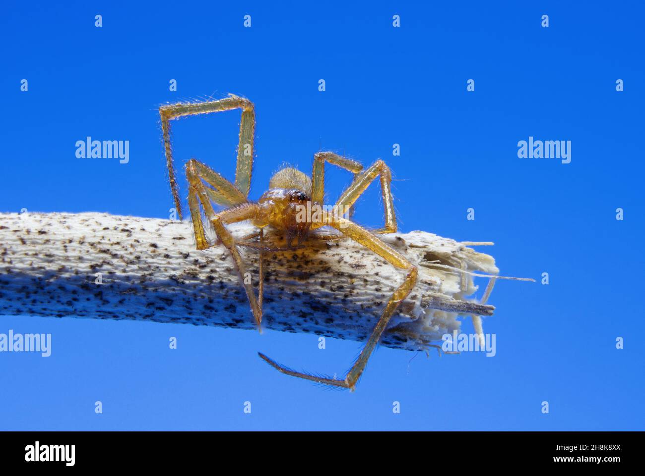 Spider on the wood isolated on a blue background Stock Photo