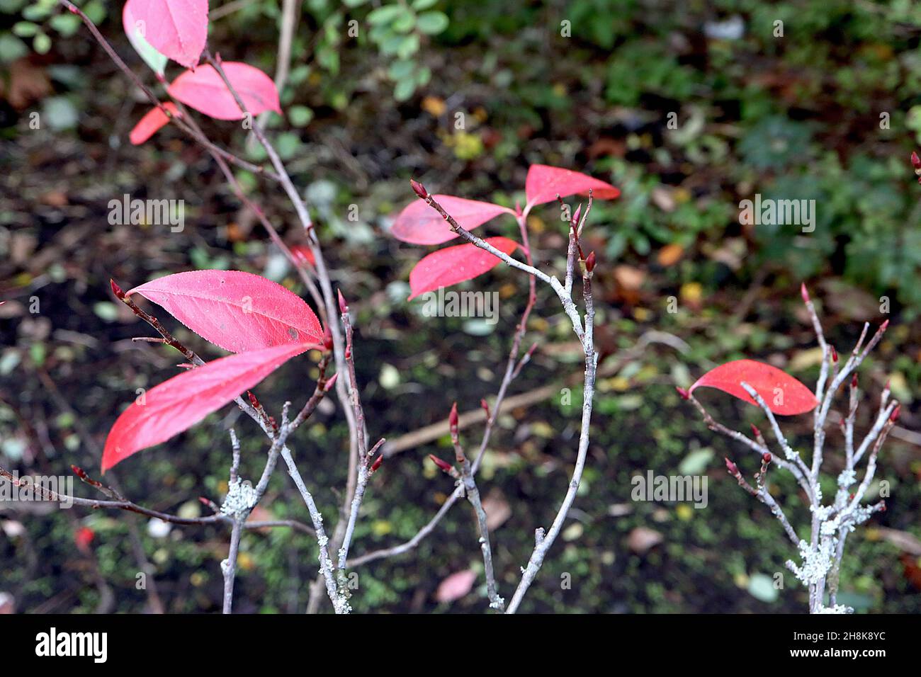 Aronia x prunifolia purple chokeberry - crimson red elliptic leaves, November, England, UK Stock Photo