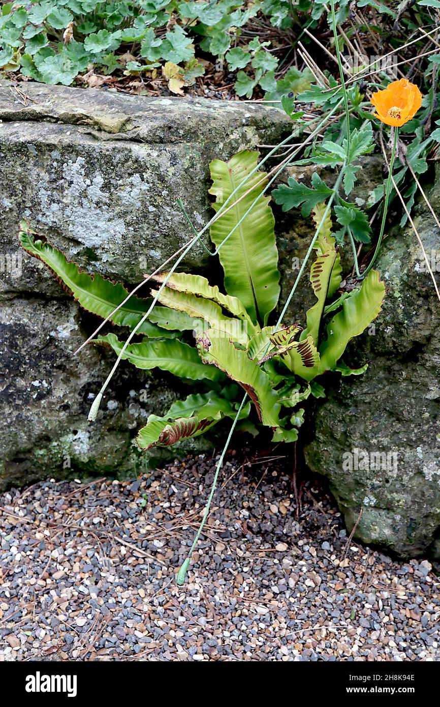 Asplenium scolopendrum Harts Tongue fern – glossy undivided wavy fresh green fronds and brown sori stripes,  November, England, UK Stock Photo