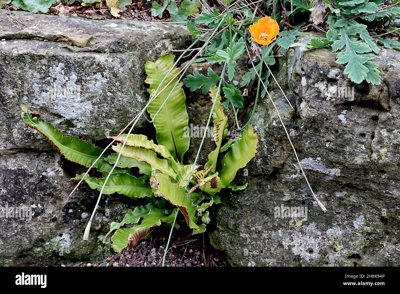 Asplenium scolopendrum Harts Tongue fern – glossy undivided wavy fresh green fronds and brown sori stripes,  November, England, UK Stock Photo