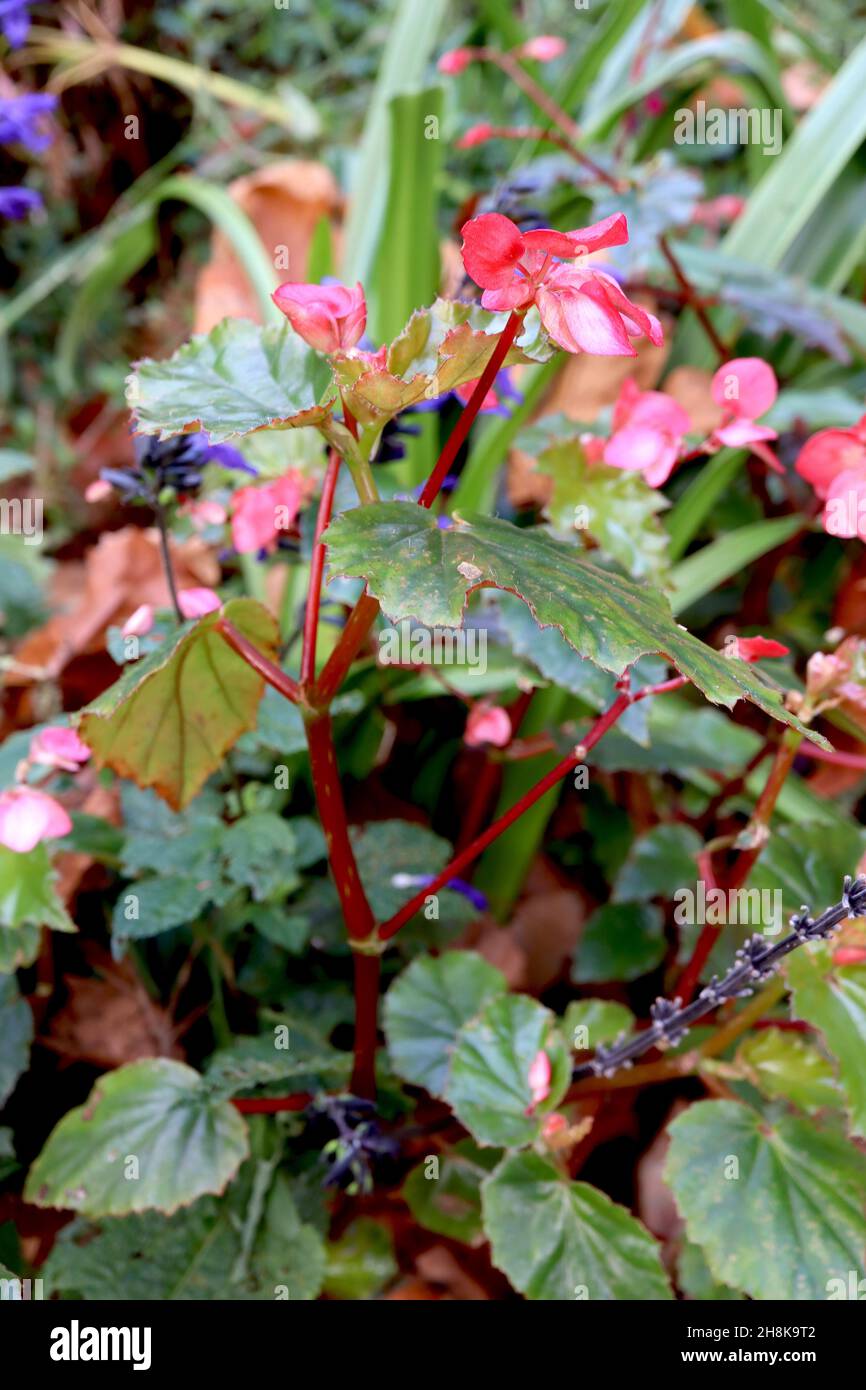 Begonia ‘Richmondensis’ shrub begonia Richmondensis – rounded coral pink flowers, rich green glossy leaves and red stems,  November, England, UK Stock Photo