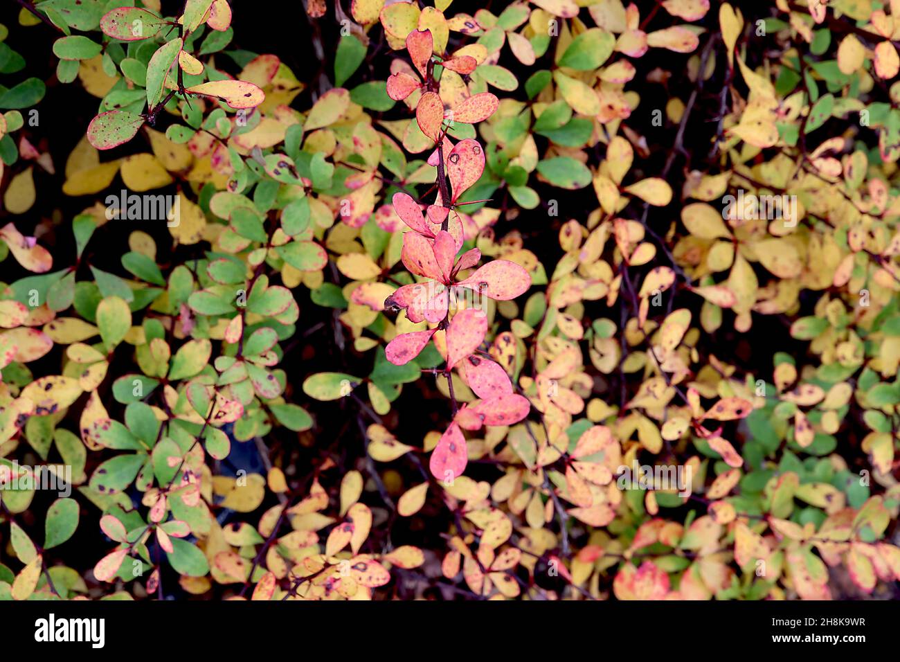 Berberis amurensis var quelpaertensis Amur barberry – ovate and obovate closely packed yellow and mid green leaves with red margins,  November, UK Stock Photo