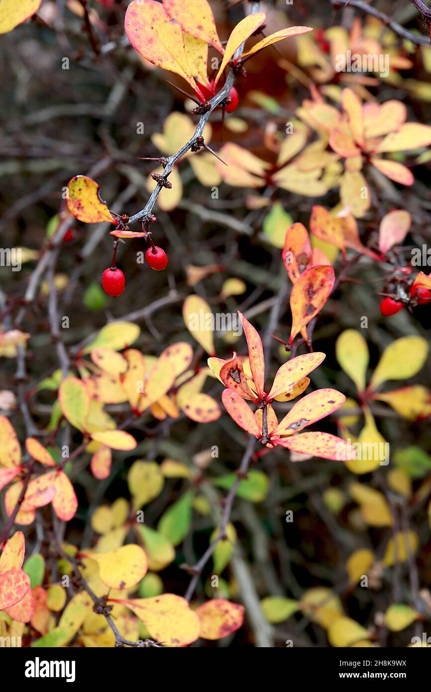 Berberis amurensis var quelpaertensis Amur barberry – red berries, yellow and mid green leaves with red margins,  November, England, UK Stock Photo