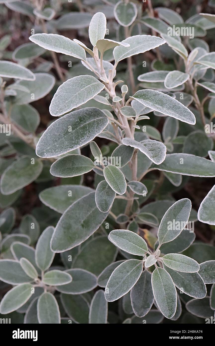Brachyglottis greyi ‘Sunshine’ Daisy bush – hairy silvery grey oval leaves, November, England, UK Stock Photo