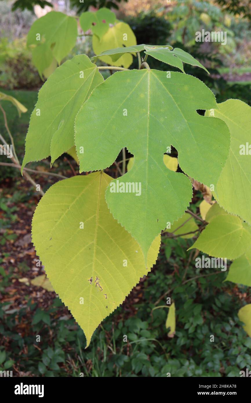 Broussonetia papyrifera paper mulberry – fuzzy yellow and mid green leaves, variable lobed and unlobed,  November, England, UK Stock Photo