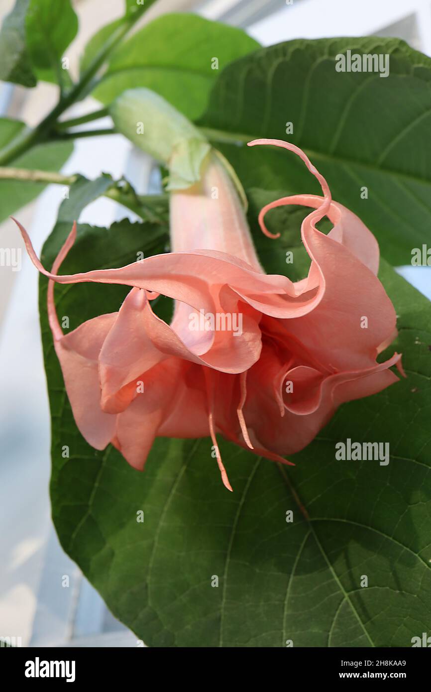 Brugmansia x candida ‘Salmon Perfektion’ Angel’s trumpet Salmon Perfektion - long funnel-shaped large salmon pink flowers with long reflexed petals Stock Photo
