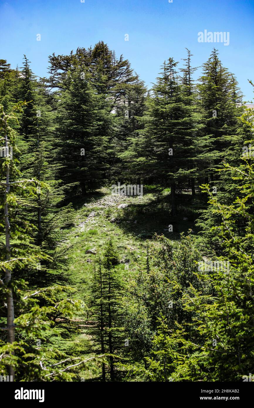 Vertical shot of green trees on a hillside forest Stock Photo - Alamy