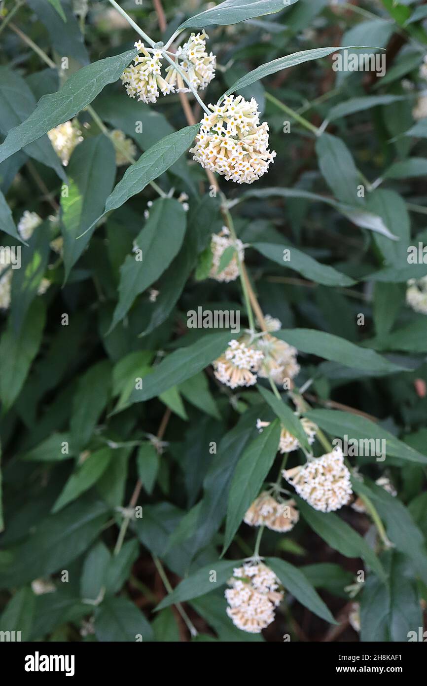 Buddleja/ Buddleia auriculata weeping sage – white tubular flowers with yellow centre in globose flower heads and lance-shaped dark green leaves,  UK Stock Photo