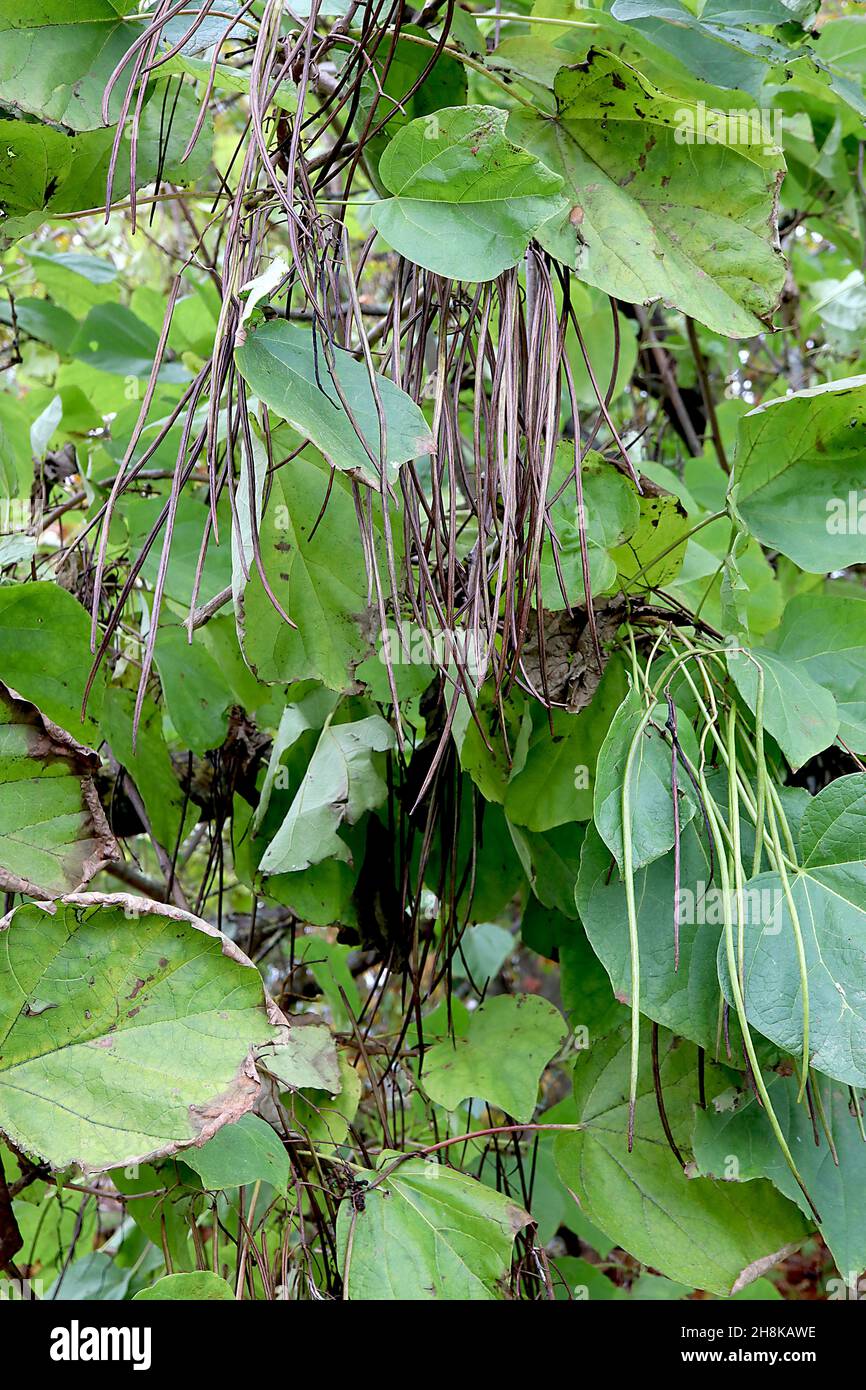 Catalpa ovata  Chinese catalpa –  clusters of very long pendulous buff bean-like pods and large mid green leaves,  November, England, UK Stock Photo