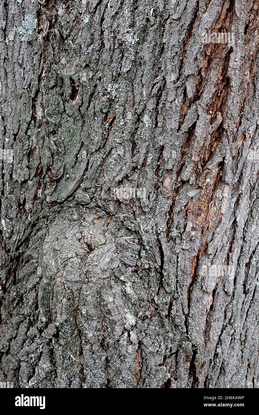 Catalpa ovata  Chinese catalpa –  cracked and craggy grey bark,  November, England, UK Stock Photo
