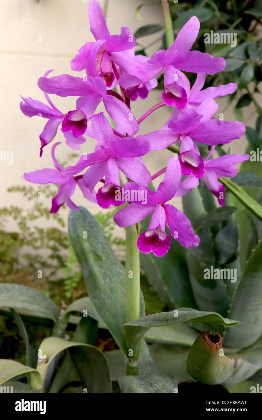 Cattleya / Guarianthe bowringiana orchid – pale violet flowers with violet corona and crimson markings, white throat,  November, England, UK Stock Photo