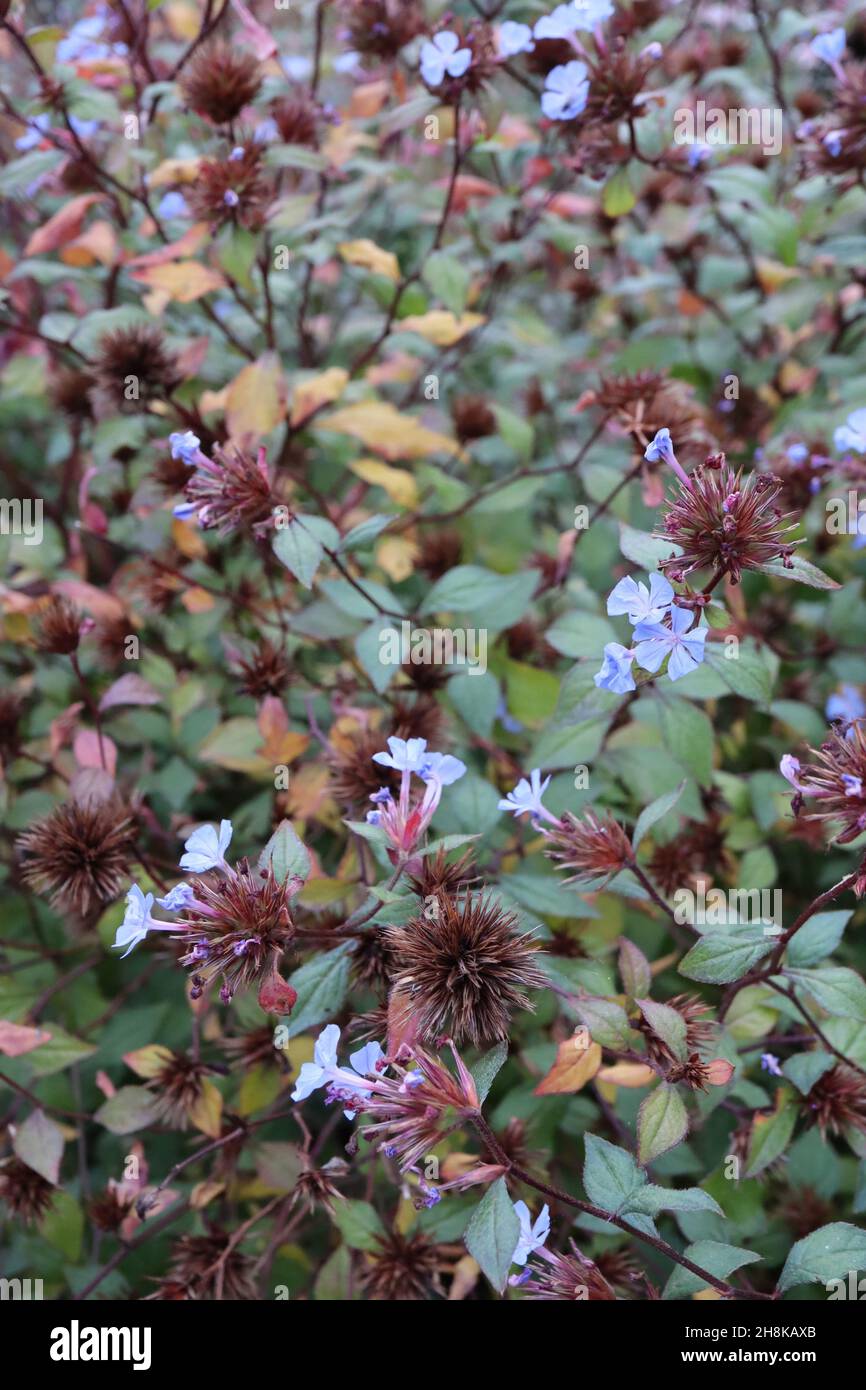 Ceratostigma willmottianum ‘Forest Blue’ Chinese plumbago – sky blue flowers, spherical spiky brown seed heads and fresh green leaves with red outline Stock Photo