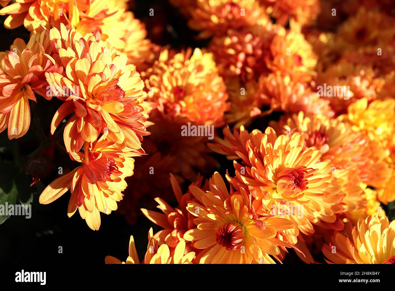 Dendranthema grandiflorum copper coin hires stock photography and