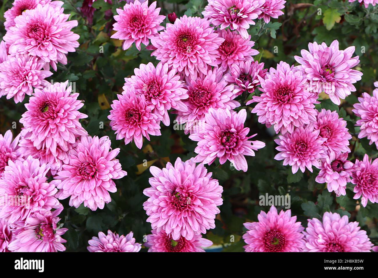 Chrysanthemum x morifolium ‘Carousel Pink’ hardy garden mum Carousel Pink – multi-layered medium pink flowers with dark pink centre,  November, UK Stock Photo