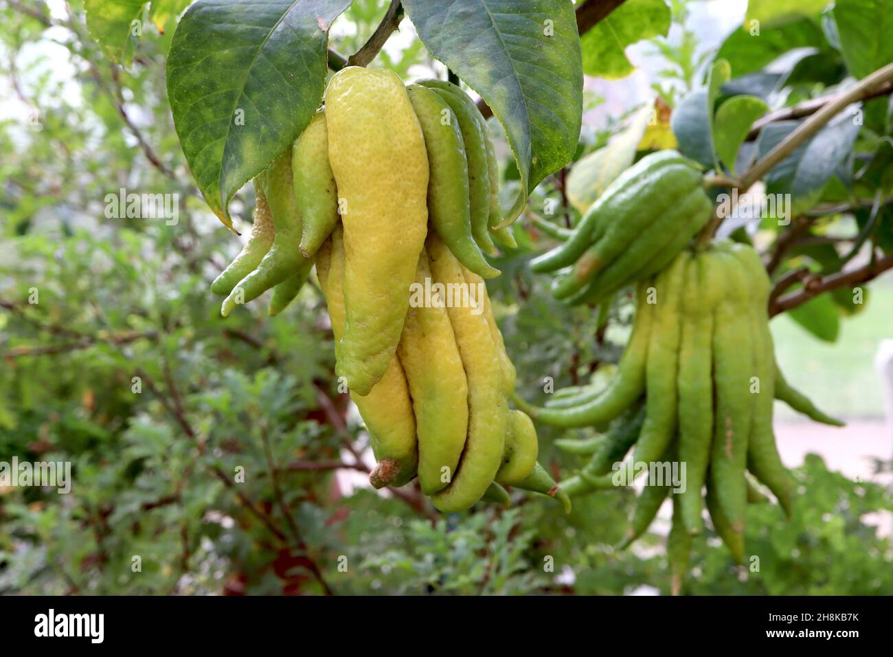 Citrus medica var. sarcodactylus Buddha’s hand – clusters of long finger-like yellow and mid green fruit, thick green leaves, November, England, UK Stock Photo