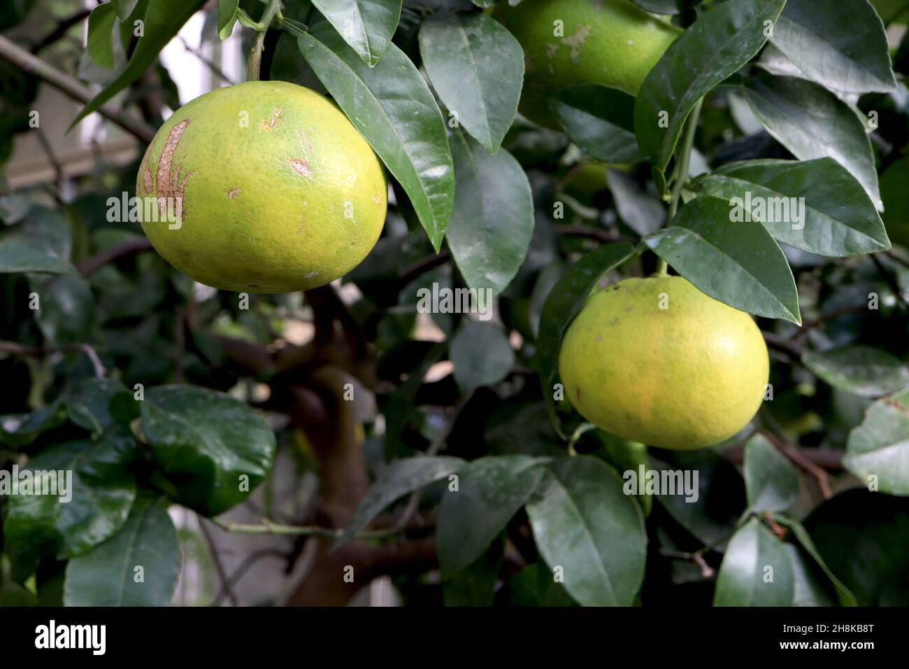 Citrus x paradisi grapefruit – light green round fruit and glossy dark green leaves,  November, England, UK Stock Photo