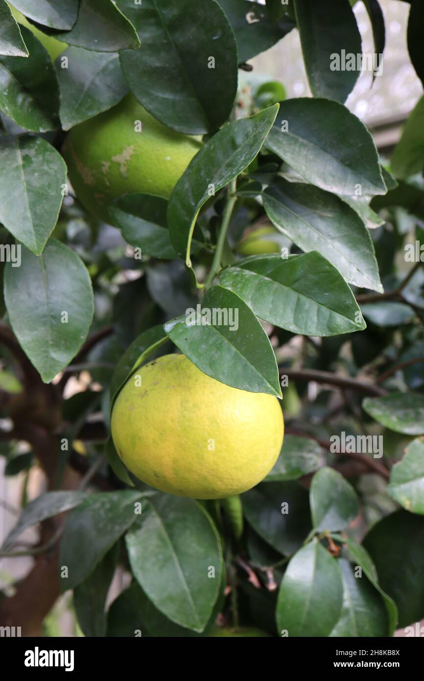 Citrus x paradisi grapefruit – light green round fruit and glossy dark green leaves,  November, England, UK Stock Photo