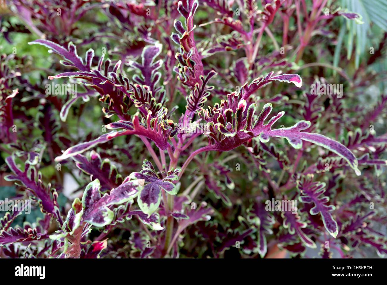 Coleus ‘Kiwi Fern’ flame nettle Kiwi Fern – incurving multi-lobed burgundy red leaves with lime green margins,  November, England, UK Stock Photo