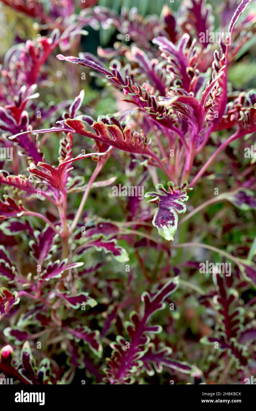 Coleus ‘Kiwi Fern’ flame nettle Kiwi Fern – incurving multi-lobed burgundy red leaves with lime green margins,  November, England, UK Stock Photo