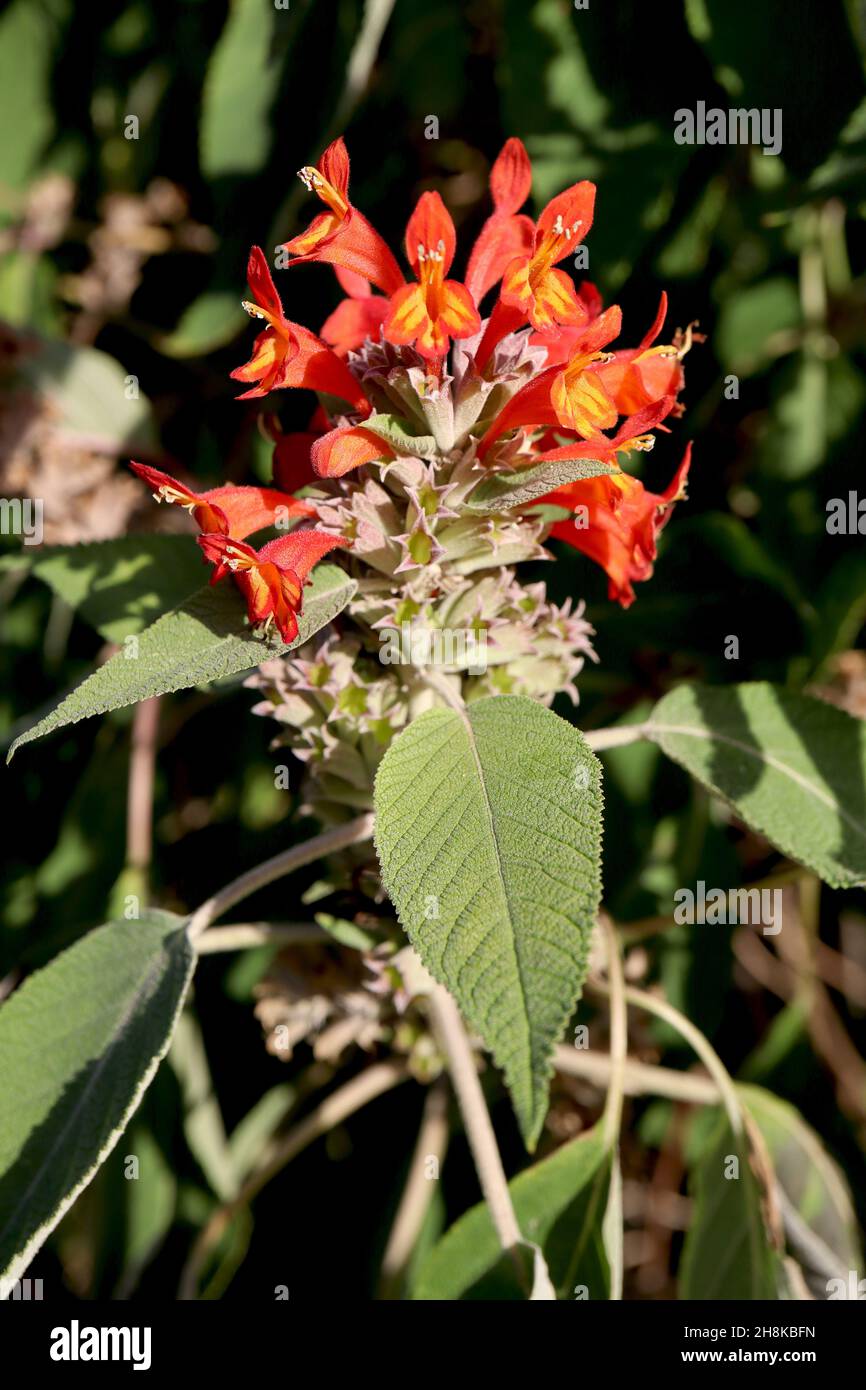 Colquhounia coccinea scarlet-flowered colquhounia – flower whorls of hooded red flowers with yellow flame marks and large lance-shaped leaves,  UK Stock Photo