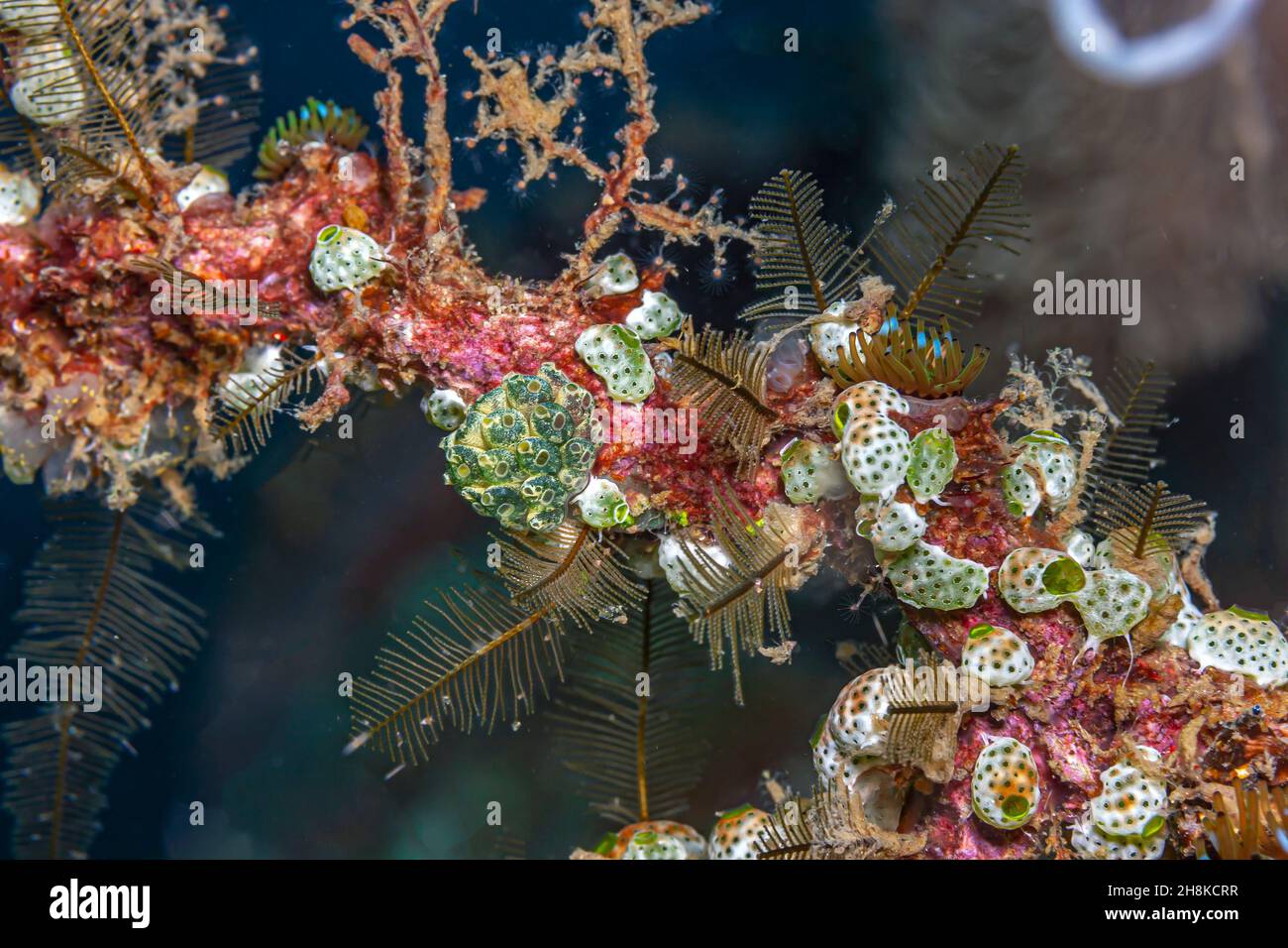 tunicate is a marine invertebrate animal, a member of the subphylum Tunicata /tjuːnɪˈkeɪtə/. It is part of the Chordata, a phylum Stock Photo