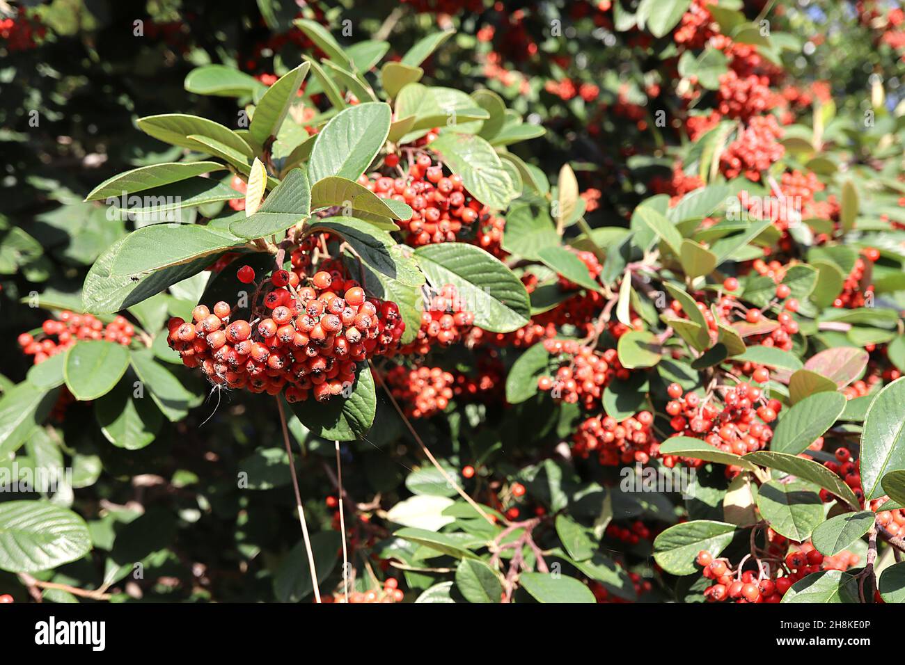 Cotoneaster lacteus late cotoneaster – large stalked clusters of glossy round red berries and dark green ovate leaves,  November, England, UK Stock Photo