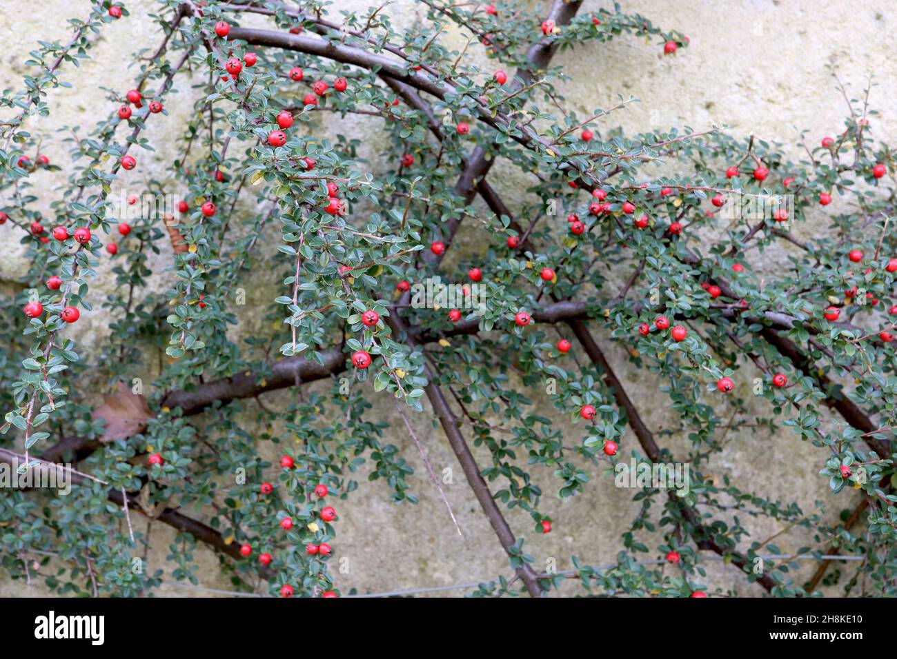 Cotoneaster marginatus fringed cotoneaster – round red berries and tiny glossy dark green leaves with white outline hairy margins,  November, England, Stock Photo