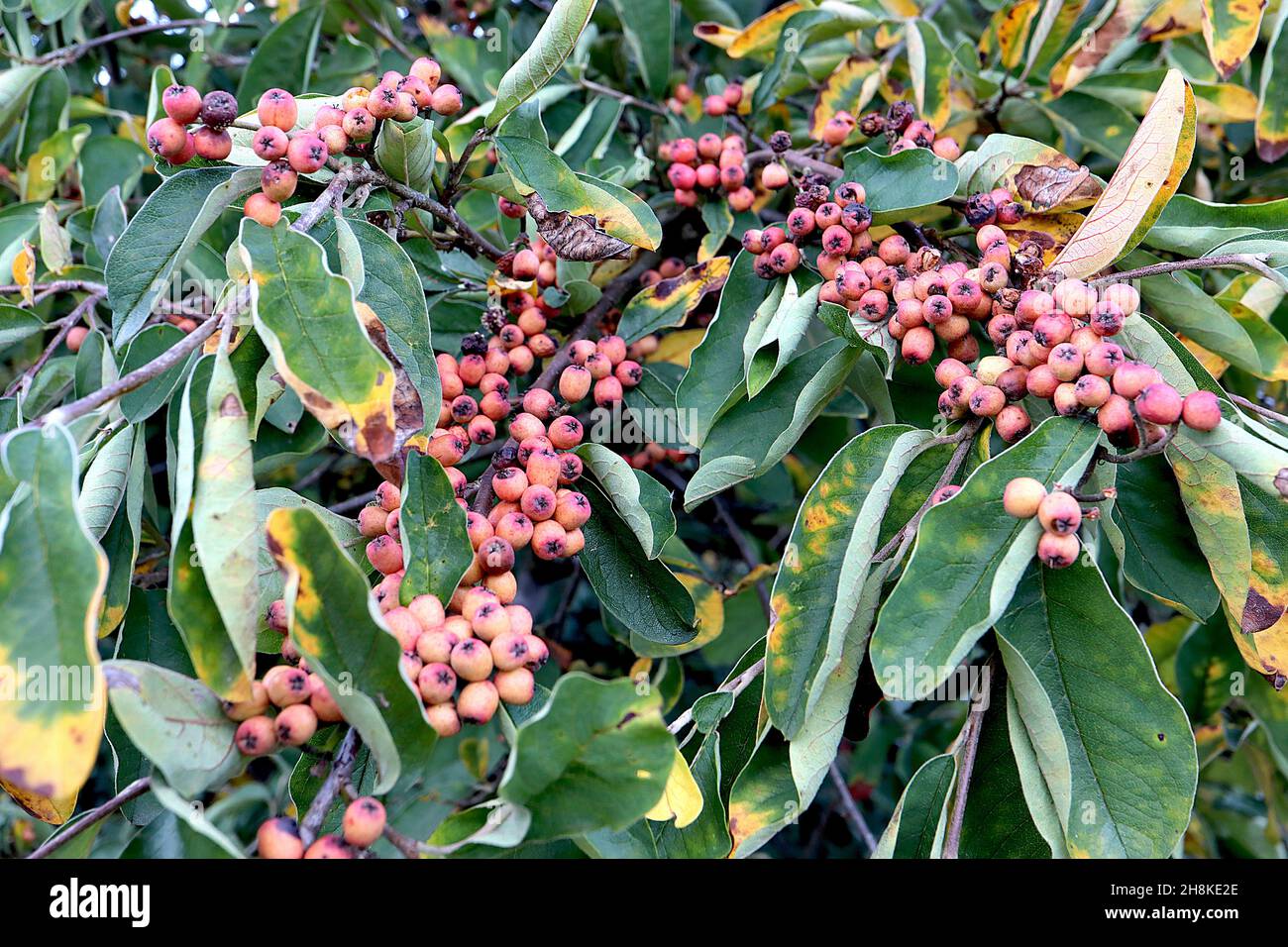 Cotoneaster racemiflorus black-wood - large stalked clusters of matt round orange red berries and dark green lance-shaped leaves with yellow patches, Stock Photo