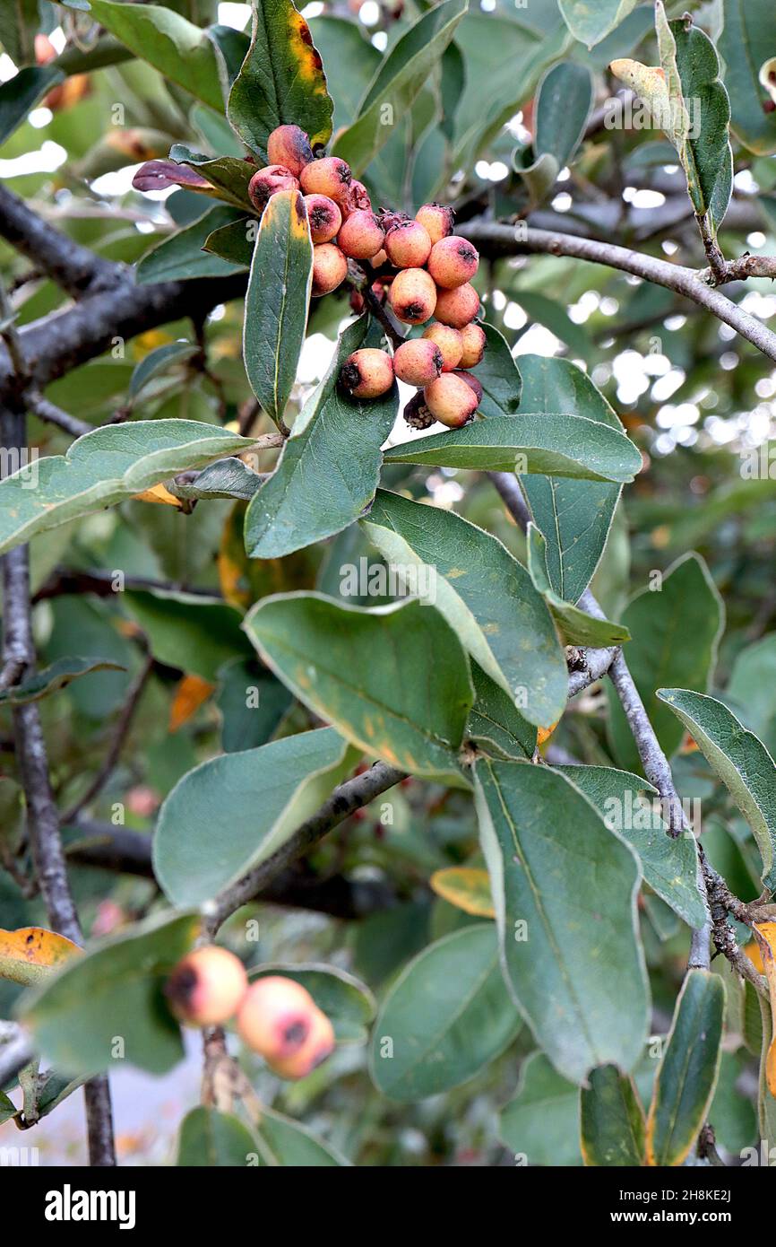 Cotoneaster racemiflorus black-wood - large stalked clusters of matt round orange red berries and dark green lance-shaped leaves with yellow patches, Stock Photo