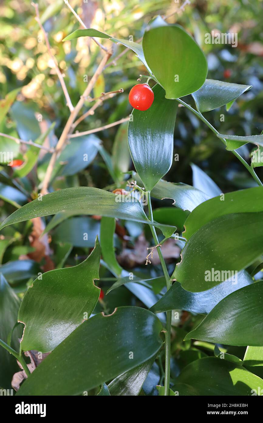 Danae racemosa Alexandrian laurel – orange red berry and elliptic glossy soft rich dark green leaves,  November, England, UK Stock Photo