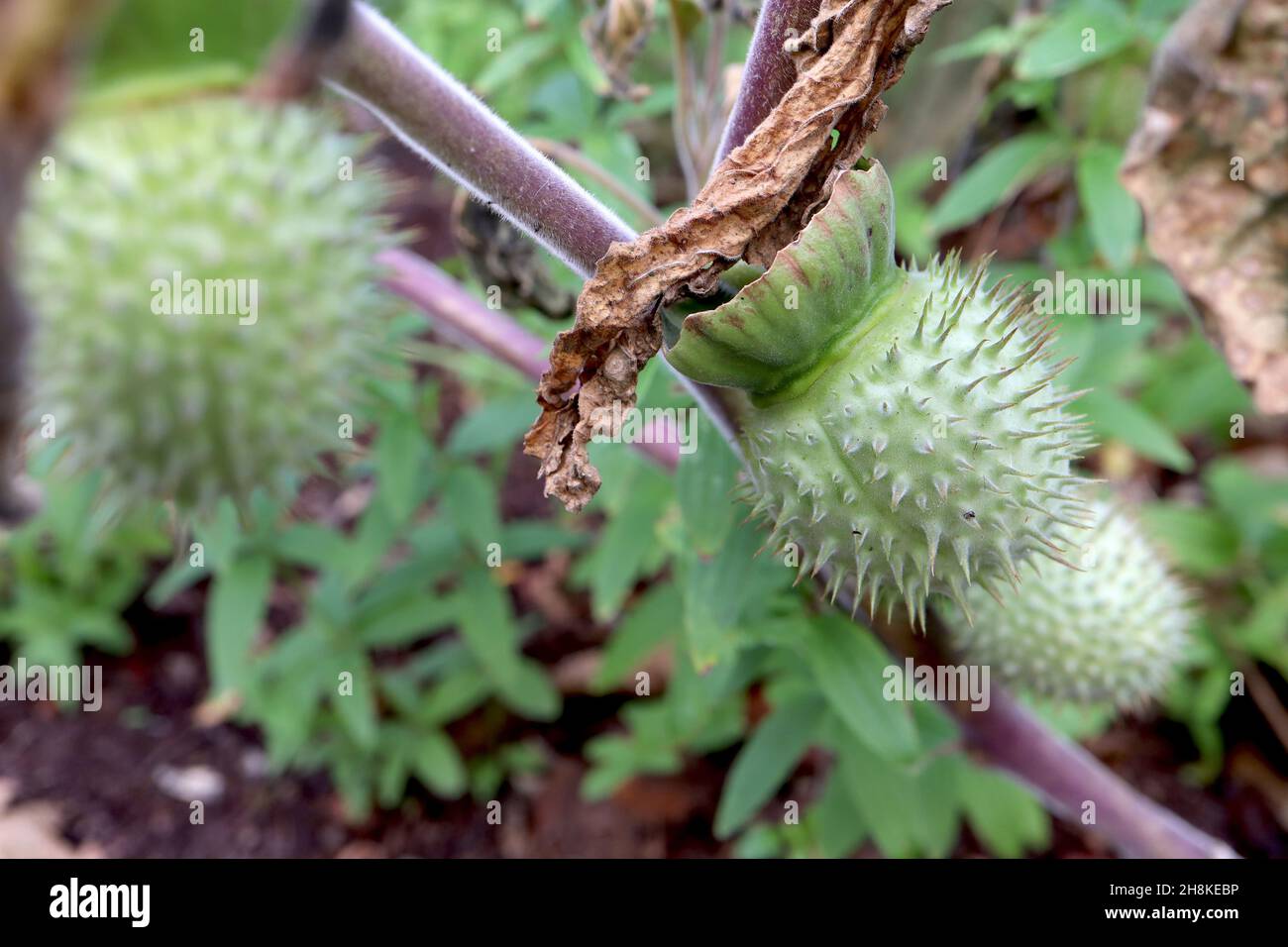 Datura innoxia / inoxia downy thorn apple – light green spherical spiny fruit capsule,  November, England, UK Stock Photo