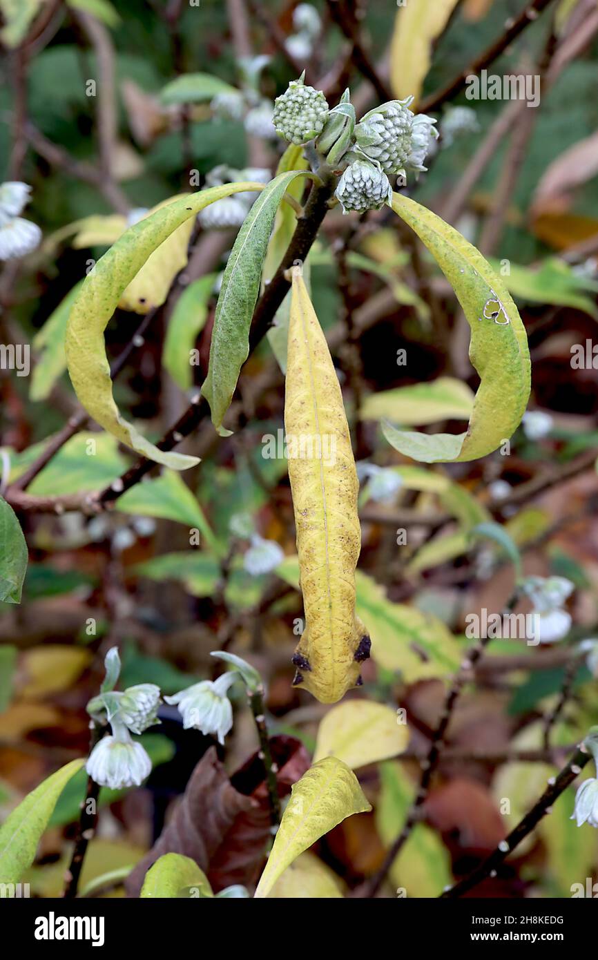 Edgeworthia chrysantha Paperbush – hemispherical tightly packed light green flower buds, yellow and mid green downcurled leaves,  November, England,UK Stock Photo