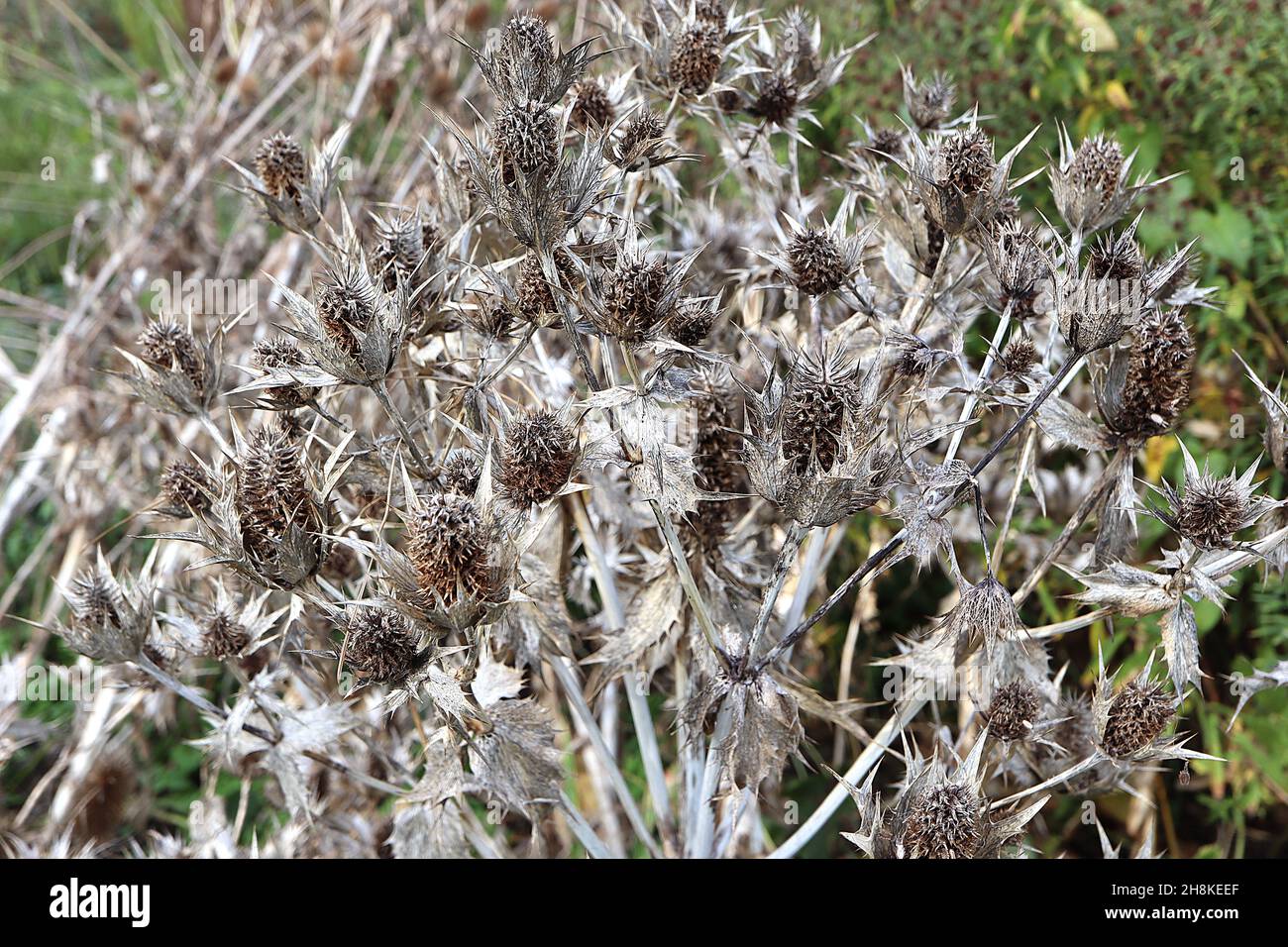 Eryngium seed heads sea holly dried buff seed heads and bracts on