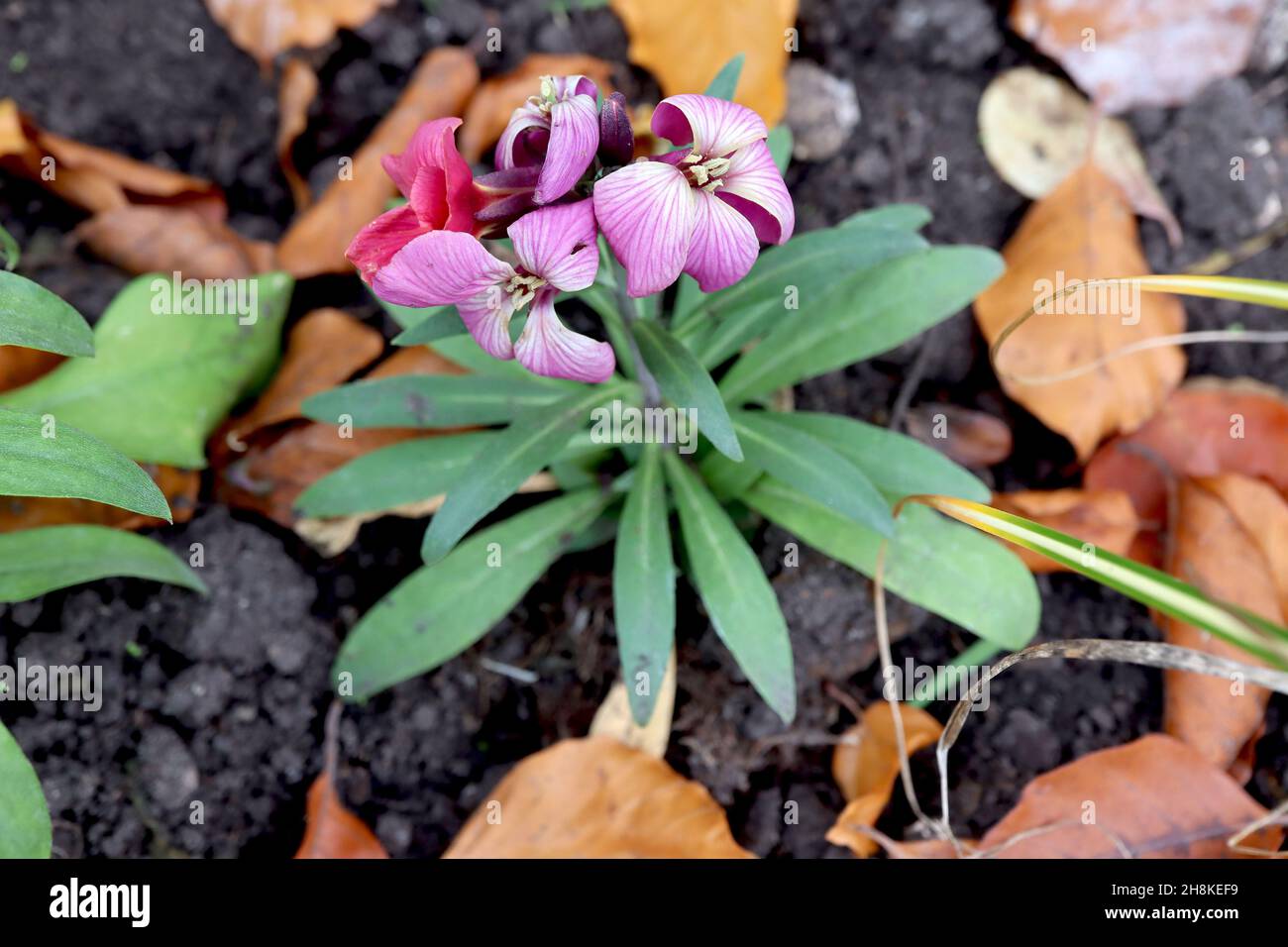Erysimum cheiri ‘Sugar Rush Mix’ dwarf wallflower Sugar Rush Mix – white flowers with deep pink wash and veins, dark green spirally-arranged leaves, Stock Photo