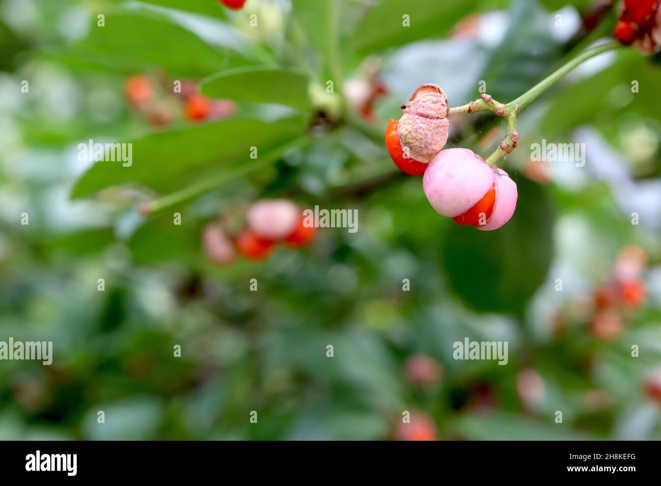 Euonymus hamiltonianus subsp sieboldianus Hamilton’s spindle tree - fluted light pink fruit capsules and mid green leaves,  November, England, UK Stock Photo