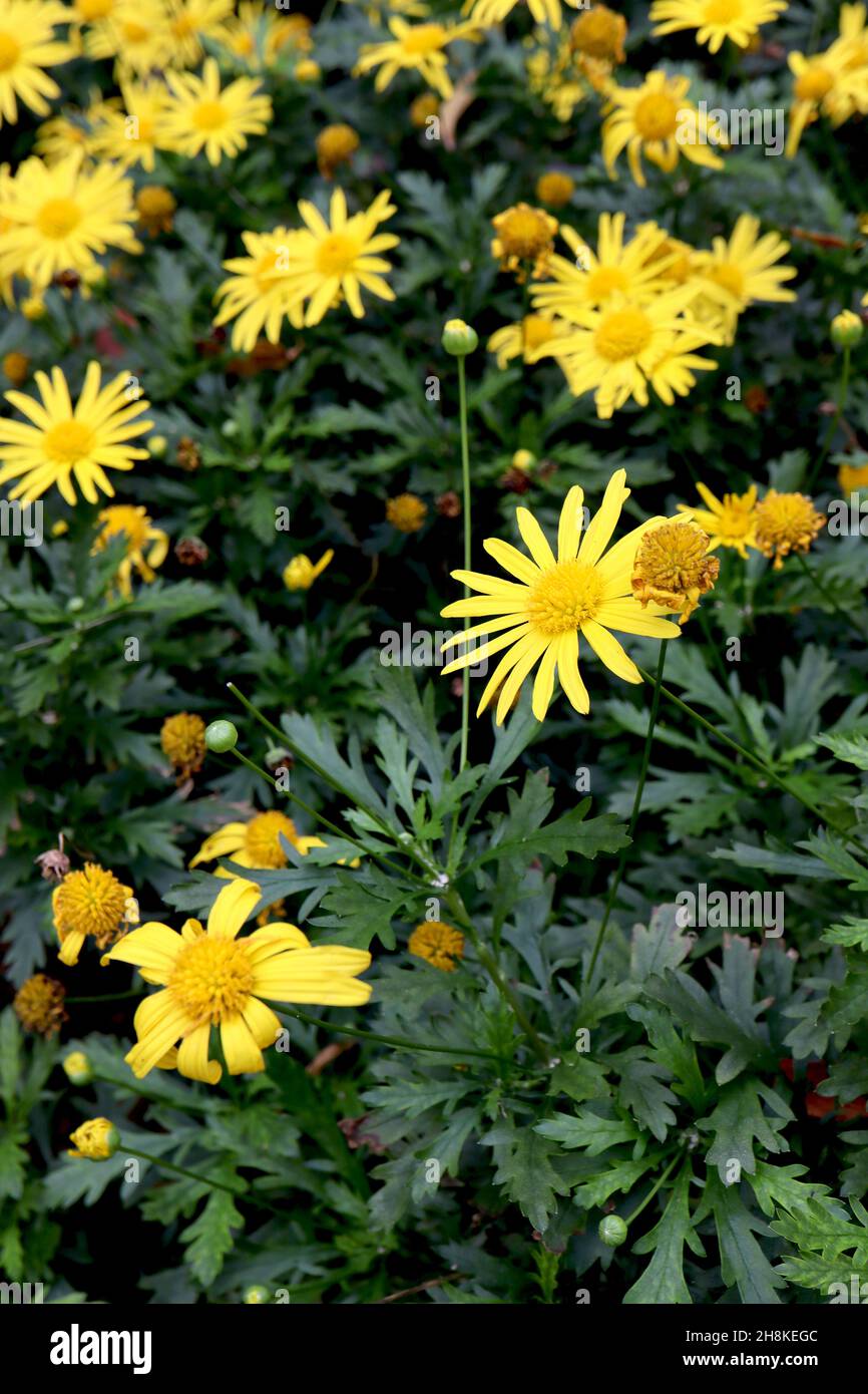 Euryops pectinatus Grey-leaved euryops – bright yellow daisy-like flowers above fern-like leaves, November, England, UK Stock Photo