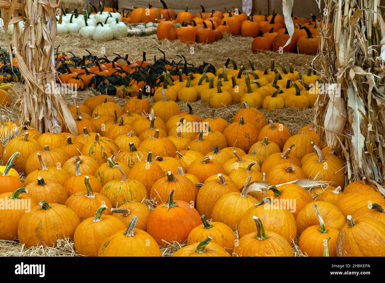 Harvested pumpkins & gourds 'Cucurbita pepo'. Stock Photo