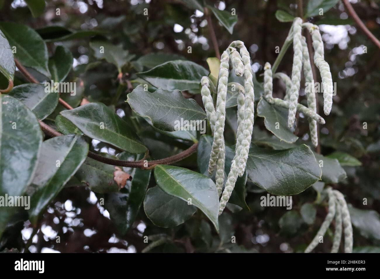 Garrya elliptica ‘James Roof’ Silk tassel James Roof – closed interlocking clusters of light grey green flower buds and glossy dark green leaves,  UK Stock Photo