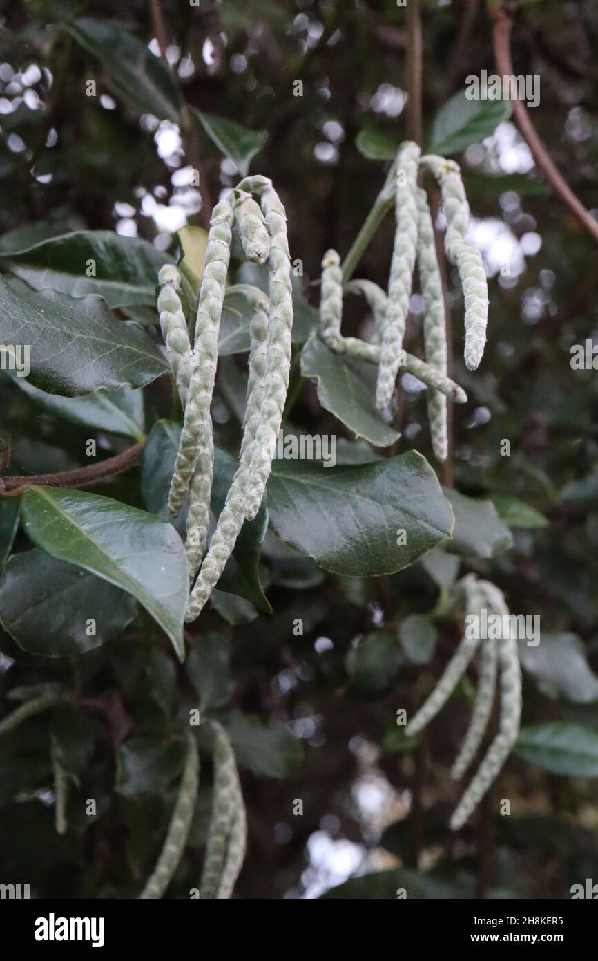 Garrya elliptica ‘James Roof’ Silk tassel James Roof – closed interlocking clusters of light grey green flower buds and glossy dark green leaves,  UK Stock Photo