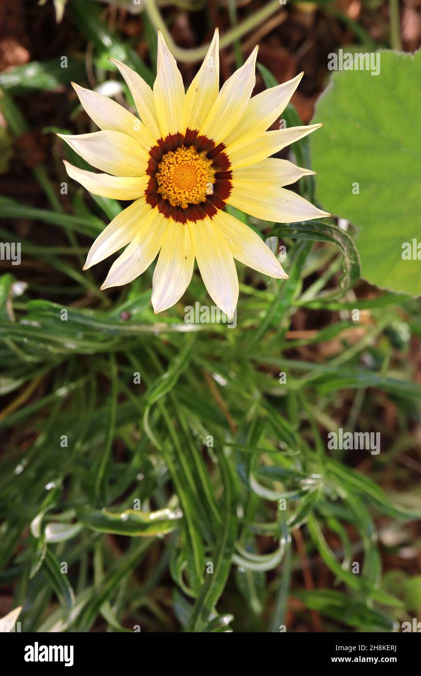 Gazania linearis treasure flower – yellow daisy-like flowers with white tips, very long dark green twisted leaves with pale green midbar, November, UK Stock Photo